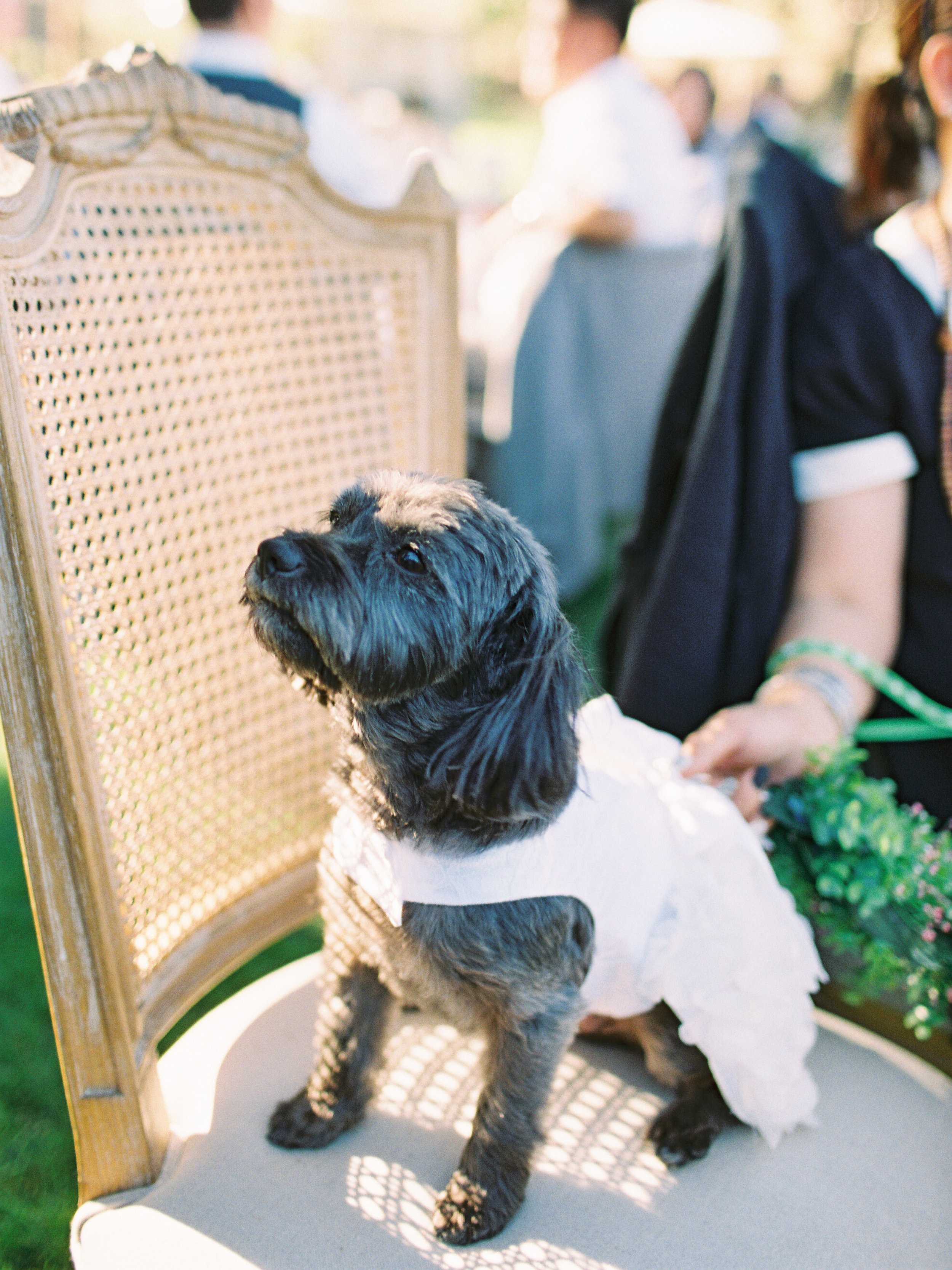 Triunfo_Creek_Winery_Wedding-258-Jen-Huang-JL-143-Jen-Huang-009958-R1-006.jpg