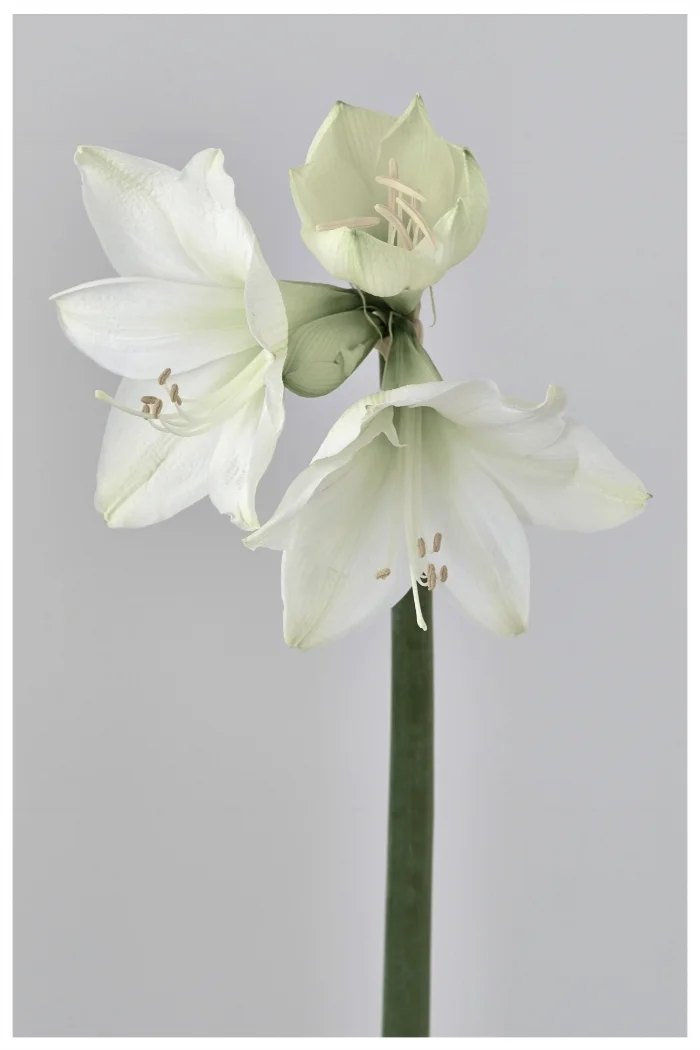 Amaryllis 01