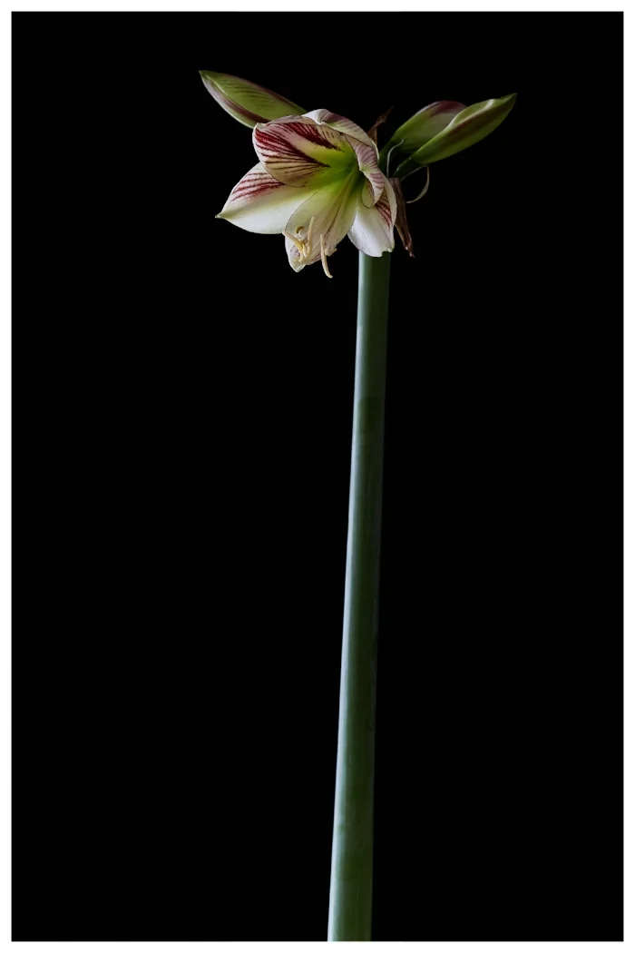 Amaryllis 04