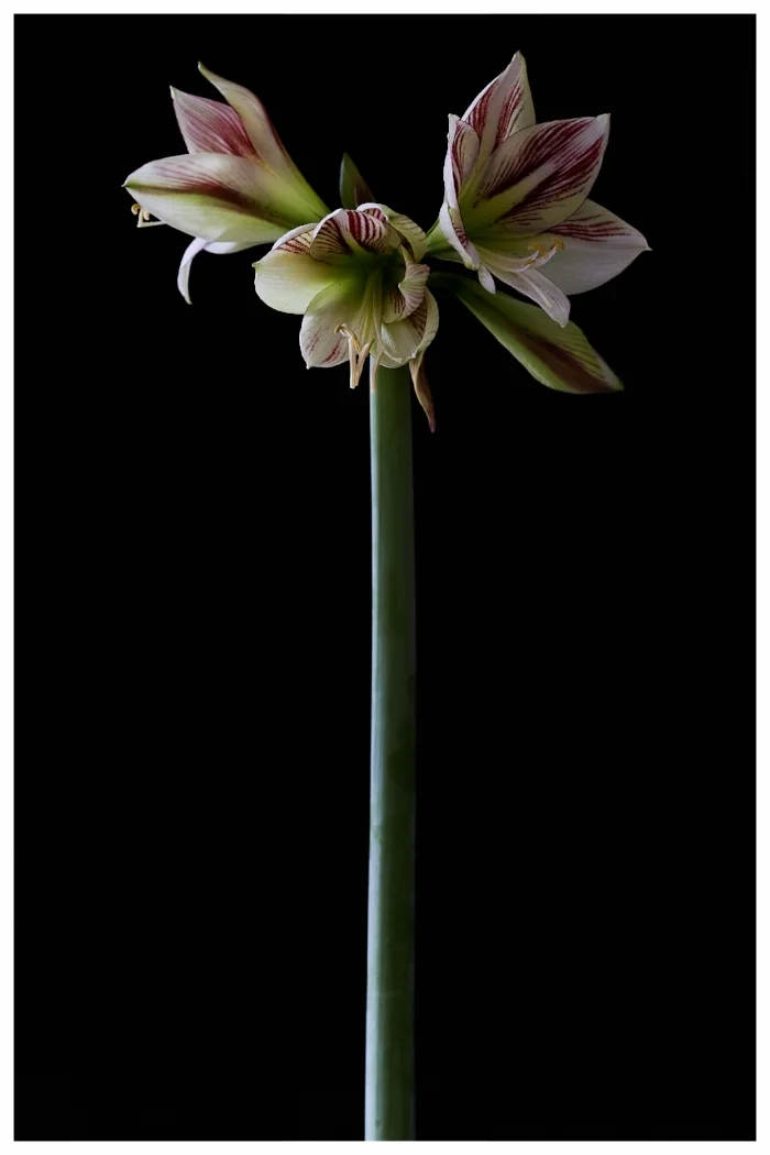 Amaryllis 05