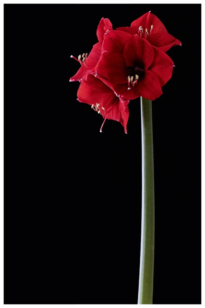 Amaryllis 06