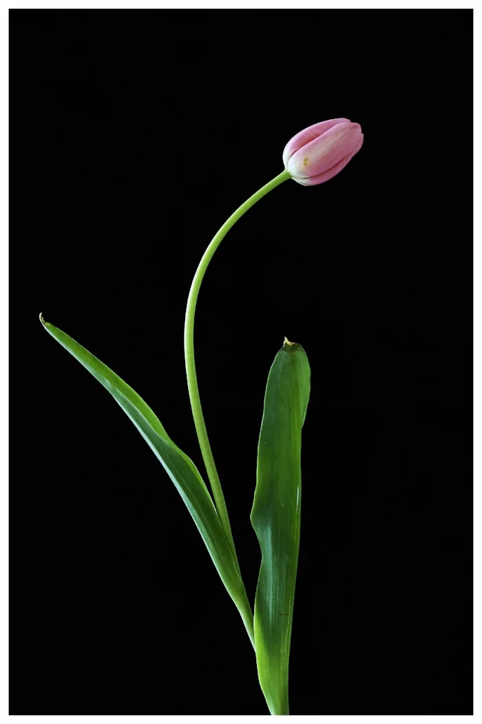 Tulip 04