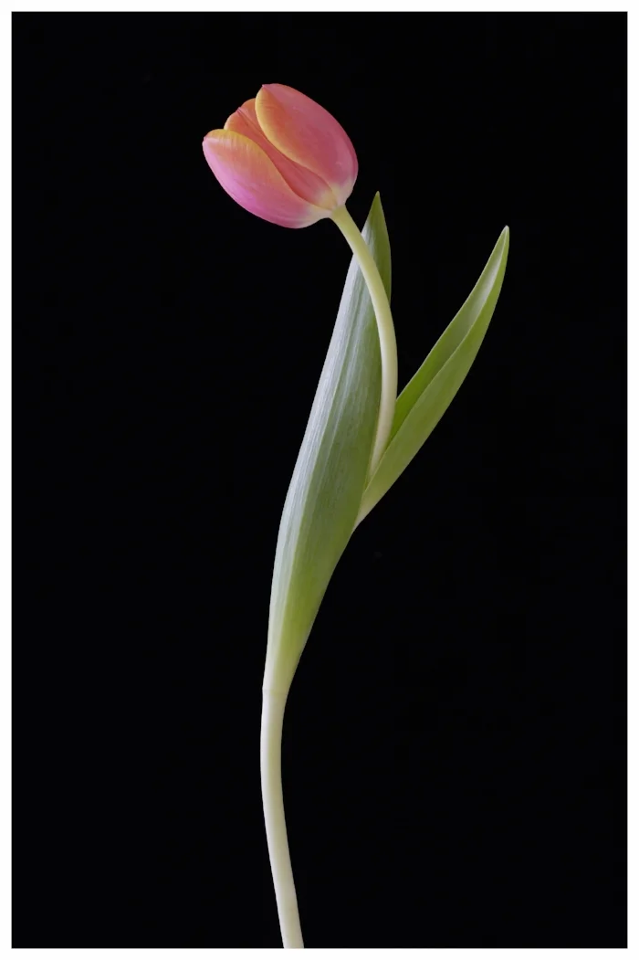 Tulip 06