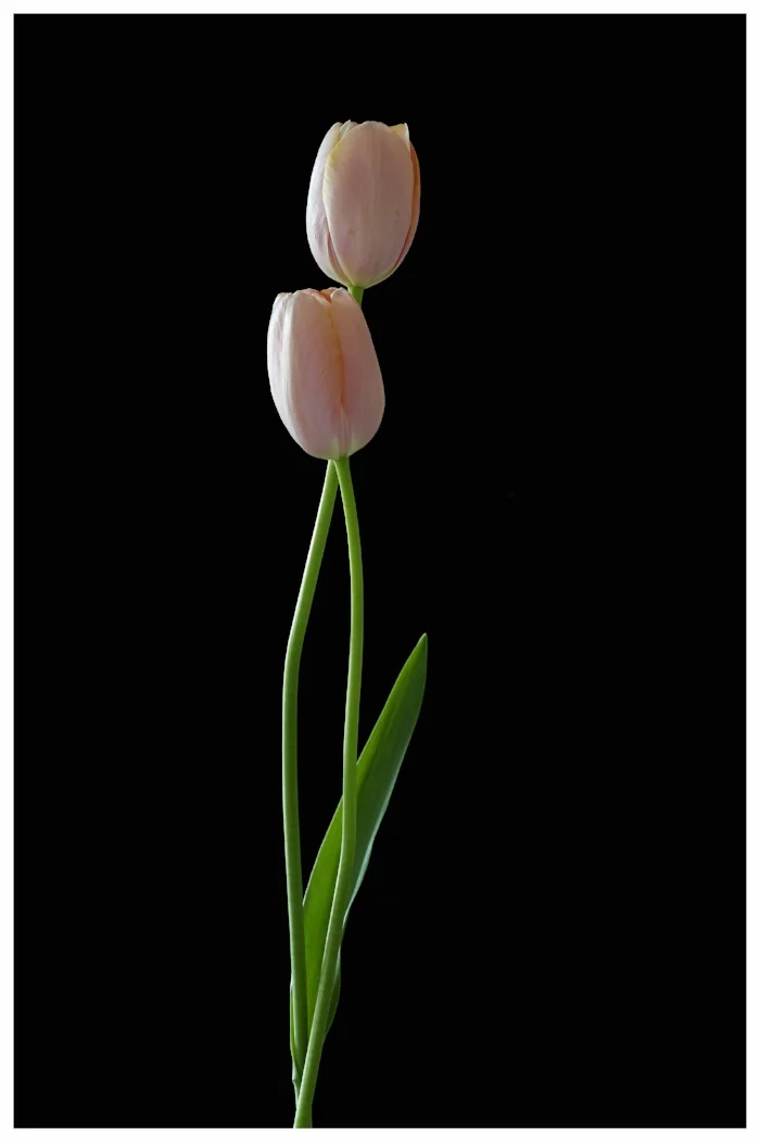 Tulip 02
