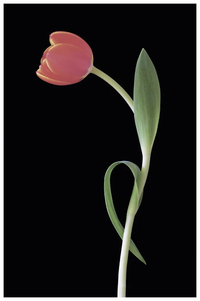 Tulip 07