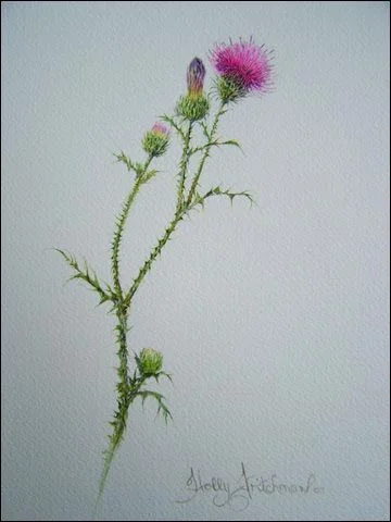 fritchmn_thistle_lg.jpg