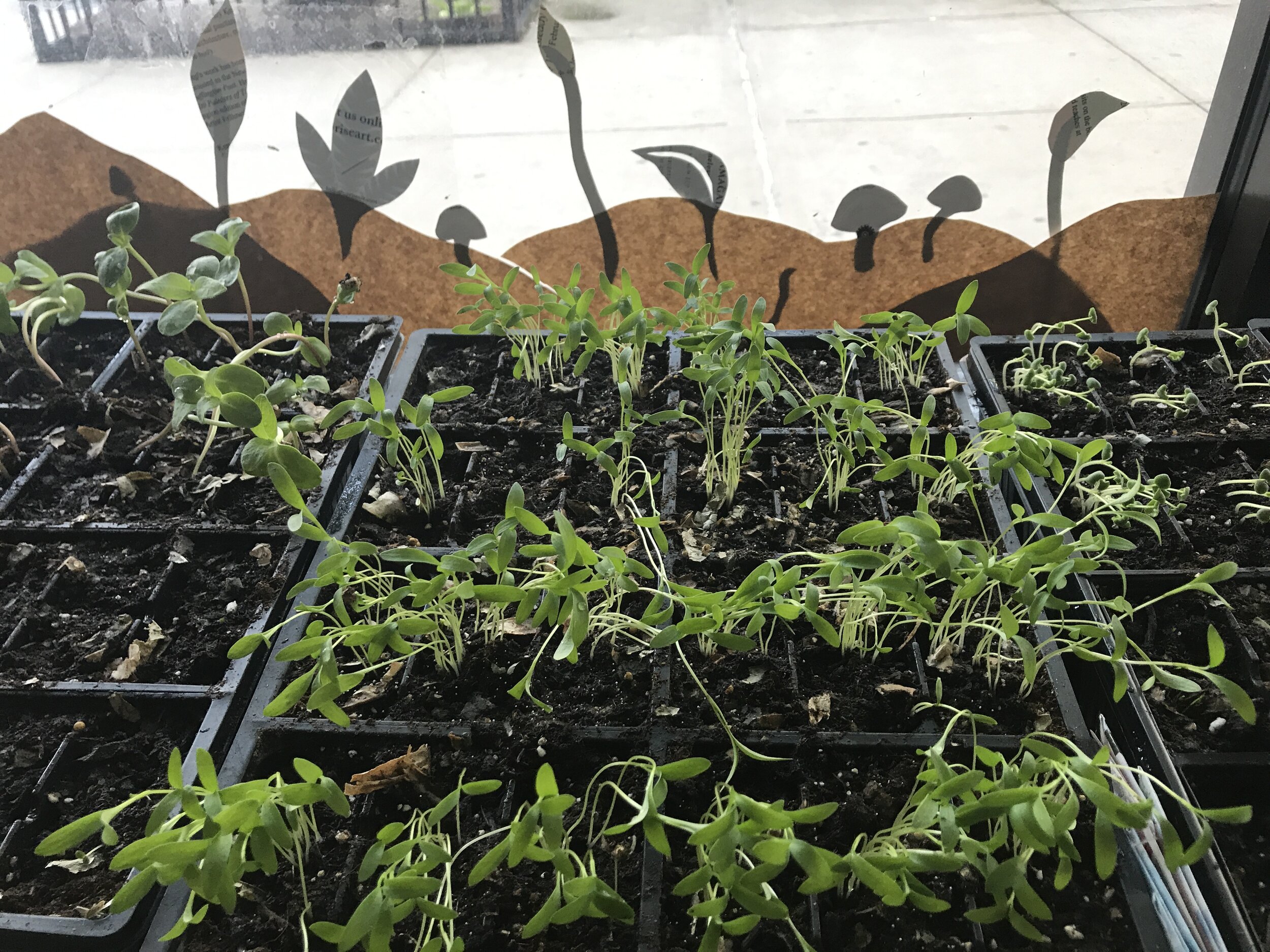 IMG_9915 10 copy.JPG