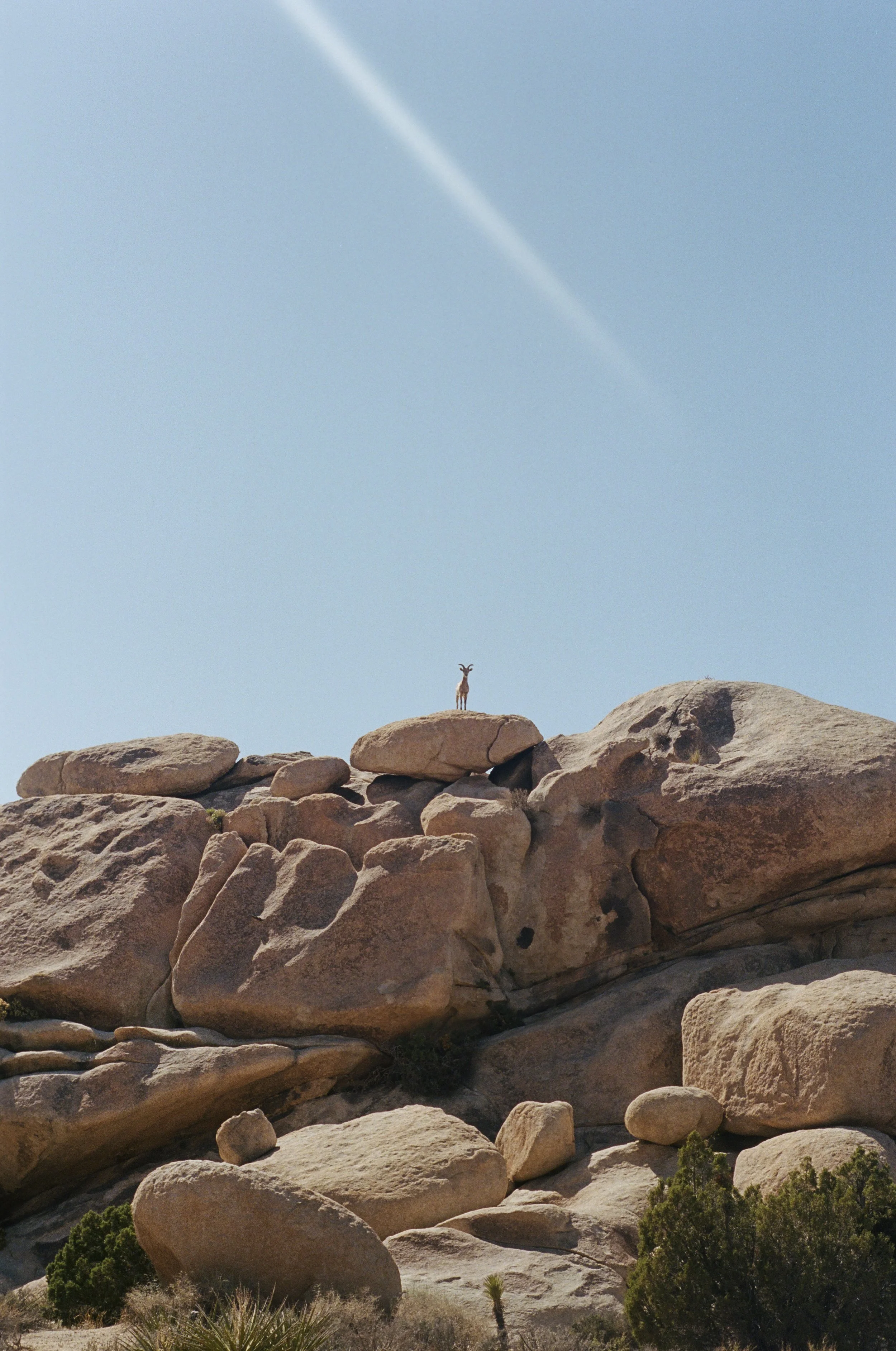 Joshua Tree National Park