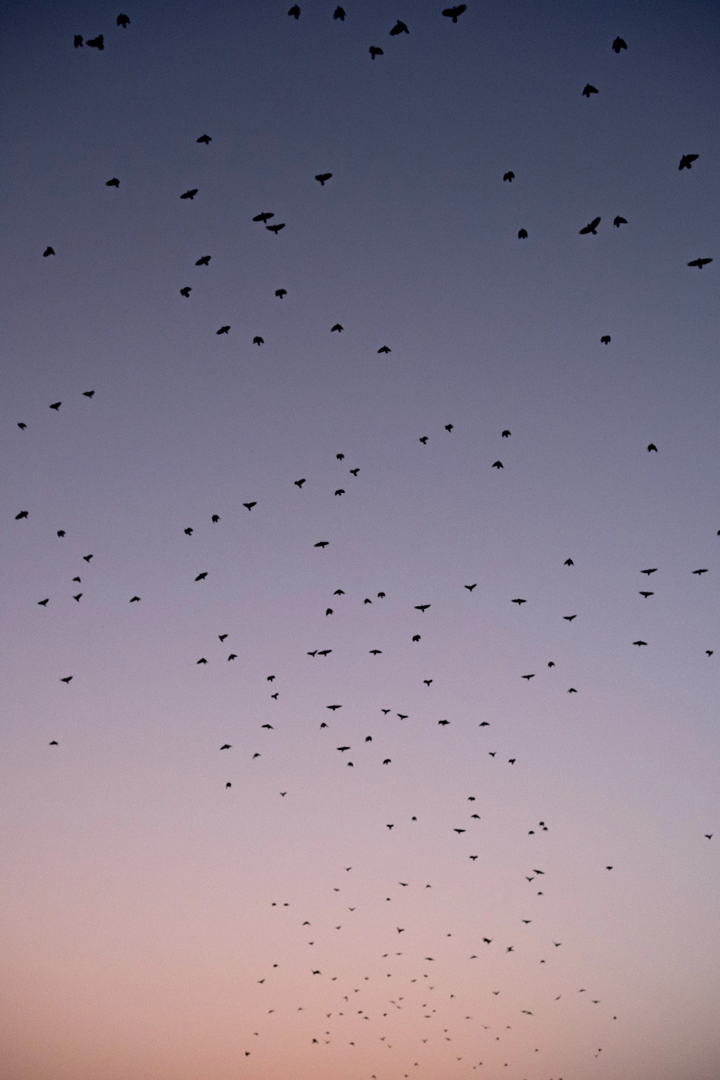 Print // Black Birds. Washington, DC. 2018. ( 11 x 25 )