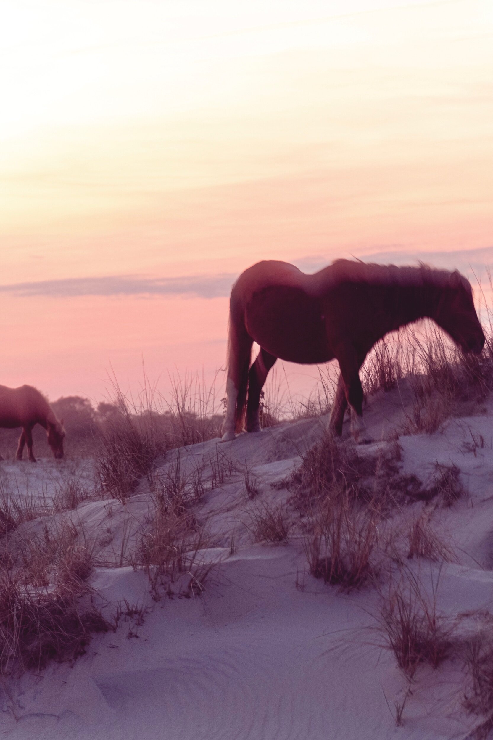 Wild Horses, Assateague National Park, 2020
