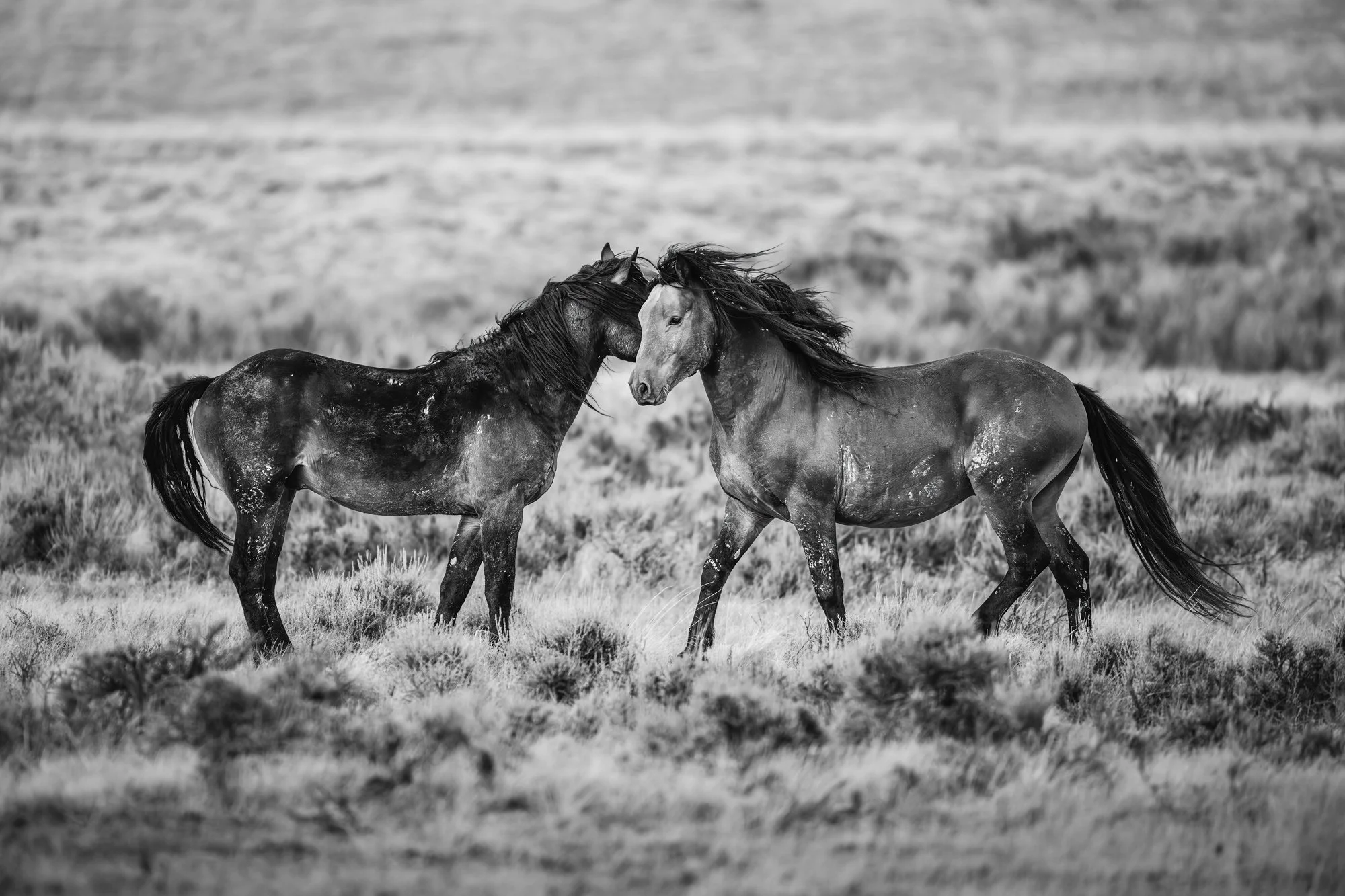 Wild at Heart Print.jpg