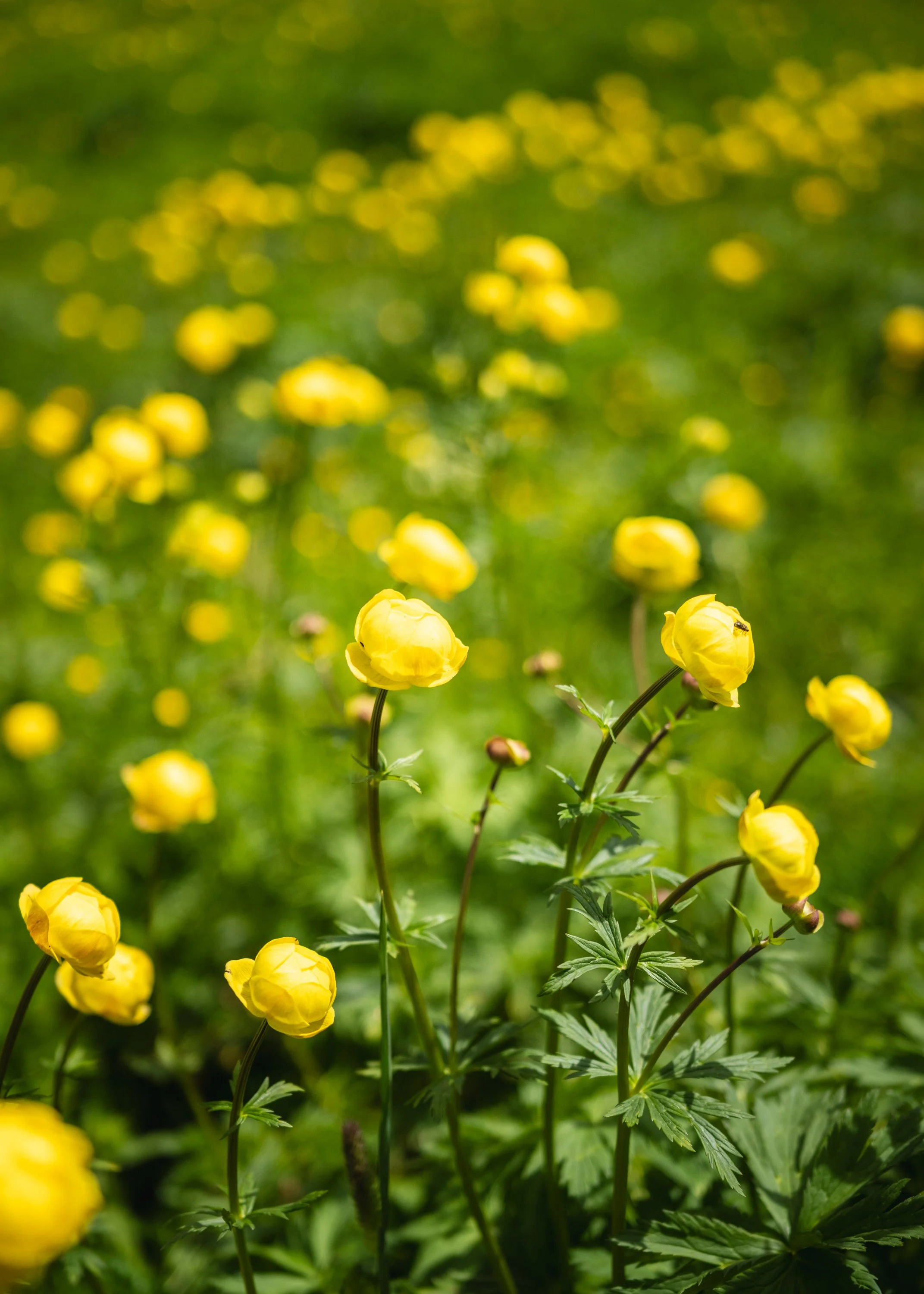 Scott_Kranz_DSC04081.jpg