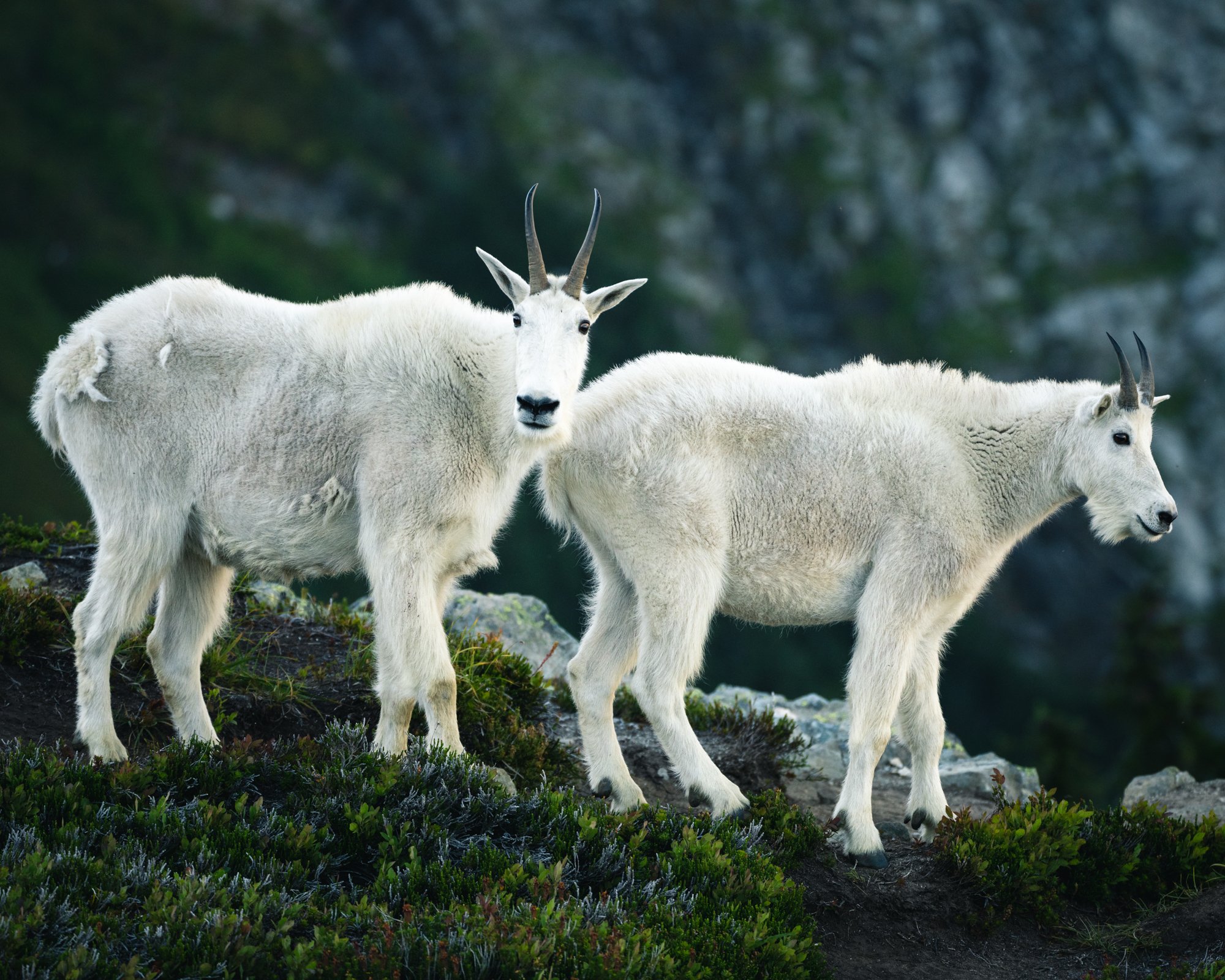 scott-kranz-photography-north-cascades-workshop-wildlife-goats.jpg