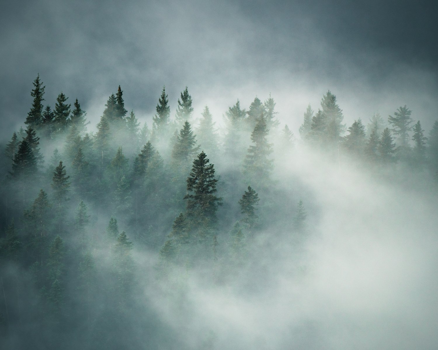 mount-rainier-photography-workshop-foggy-trees.jpg