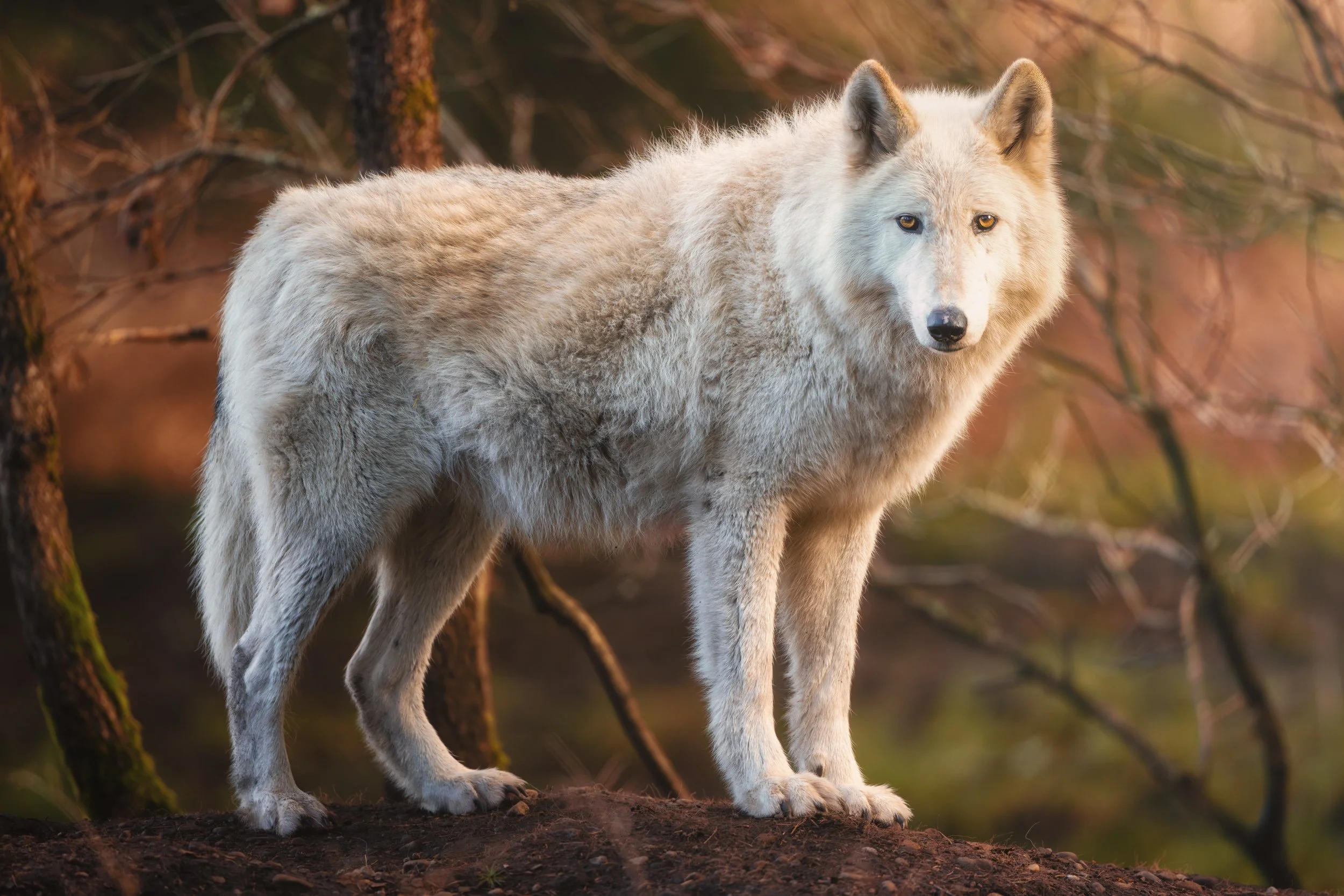 Wolf Haven International