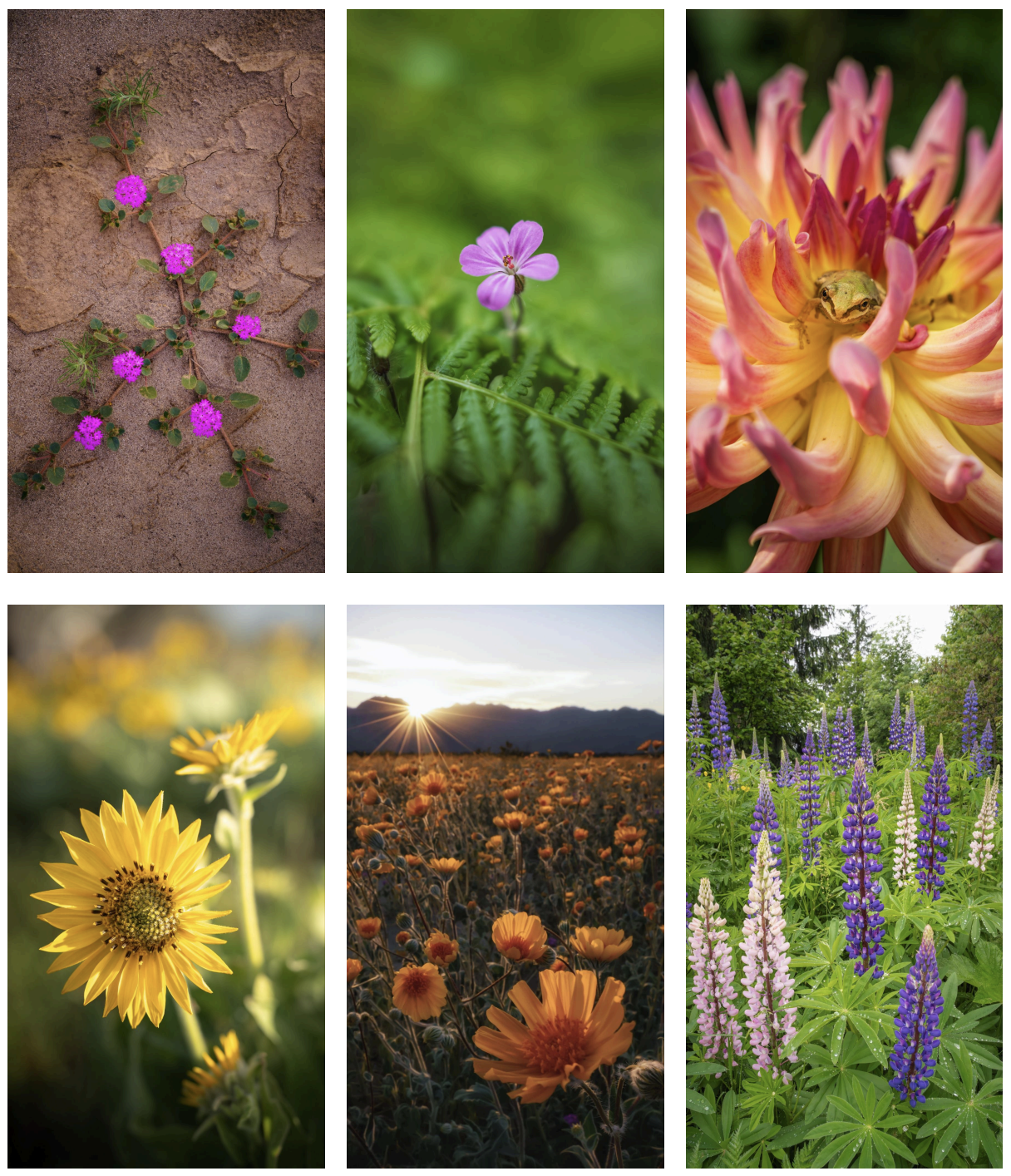 scott-kranz-wallpaper-packs-wildflowers.png