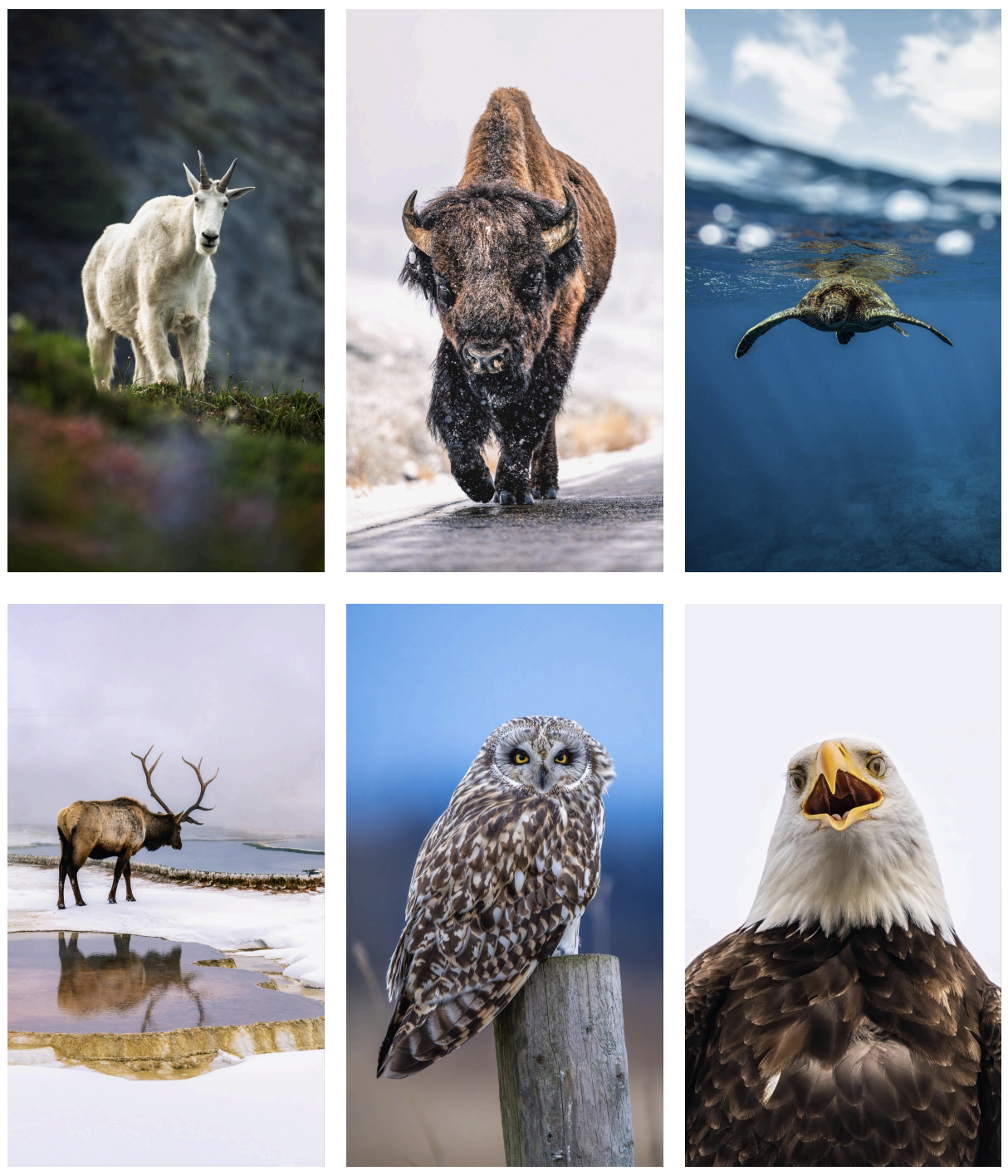 scott-kranz-wallpaper-packs-wildlife.png