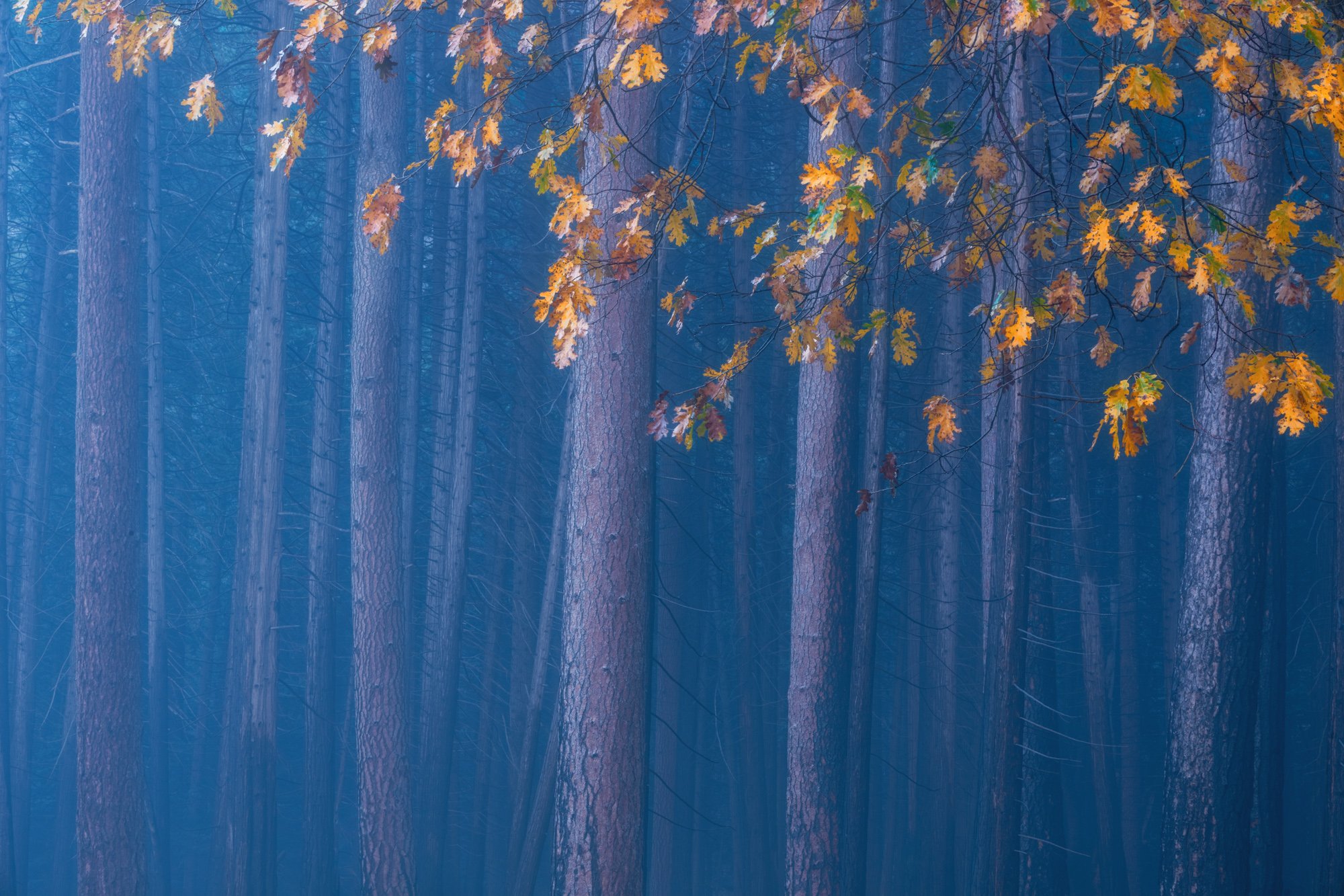 Deep Forest Print.jpg