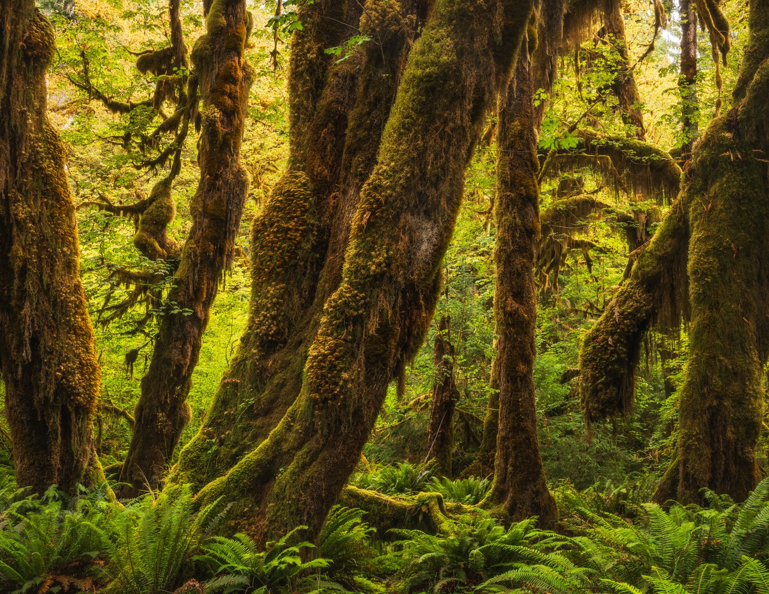 2027-calendar-hoh-rainforest.jpg