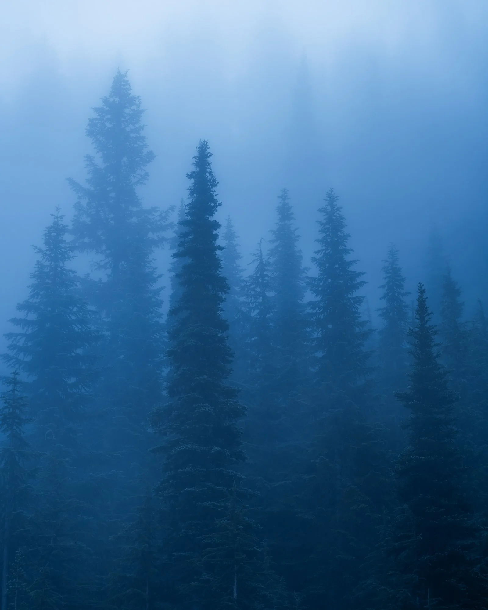 Blue Forest Print (4by5).jpg