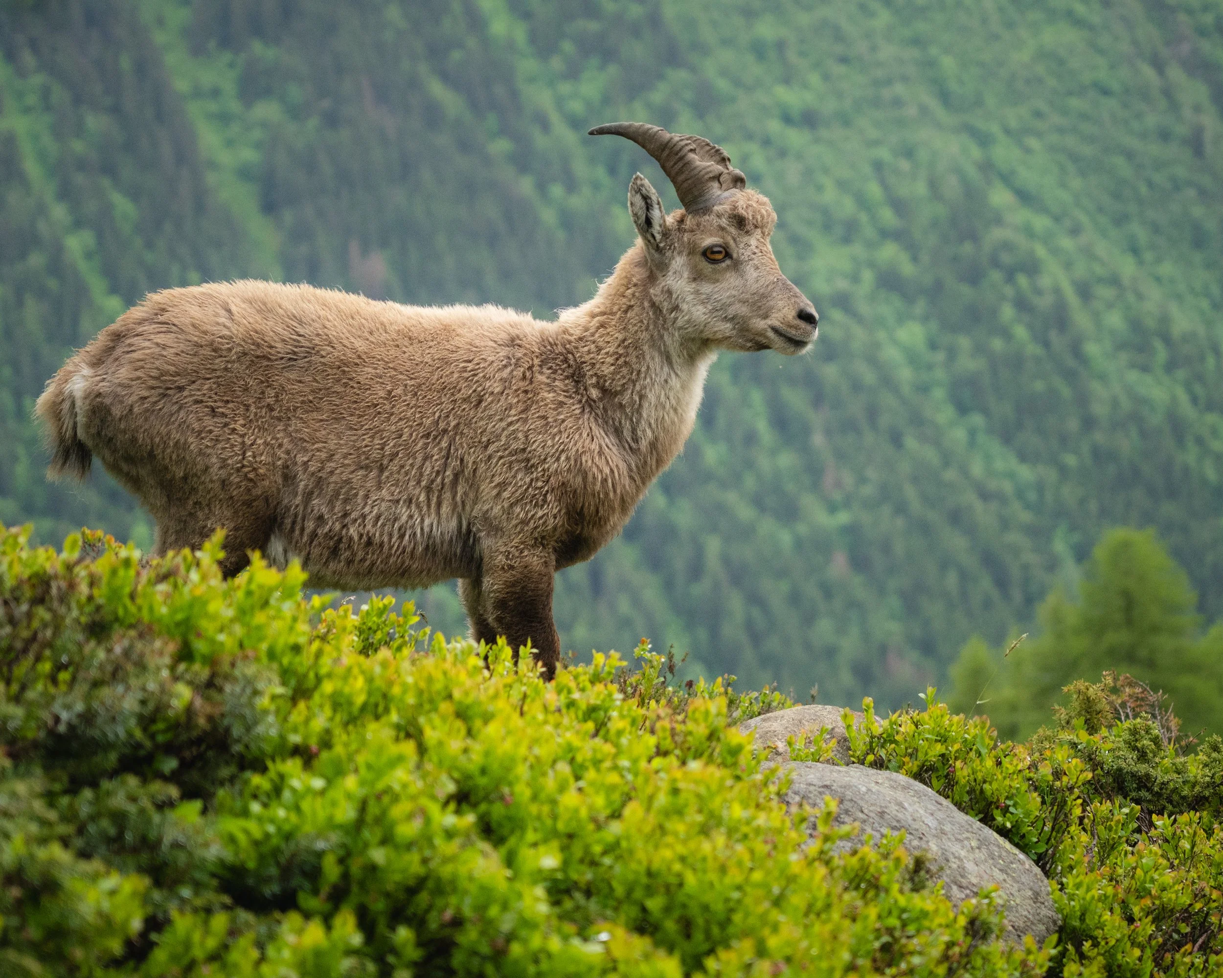 scott-kranz-chamonix-photo-retreat-23.jpg