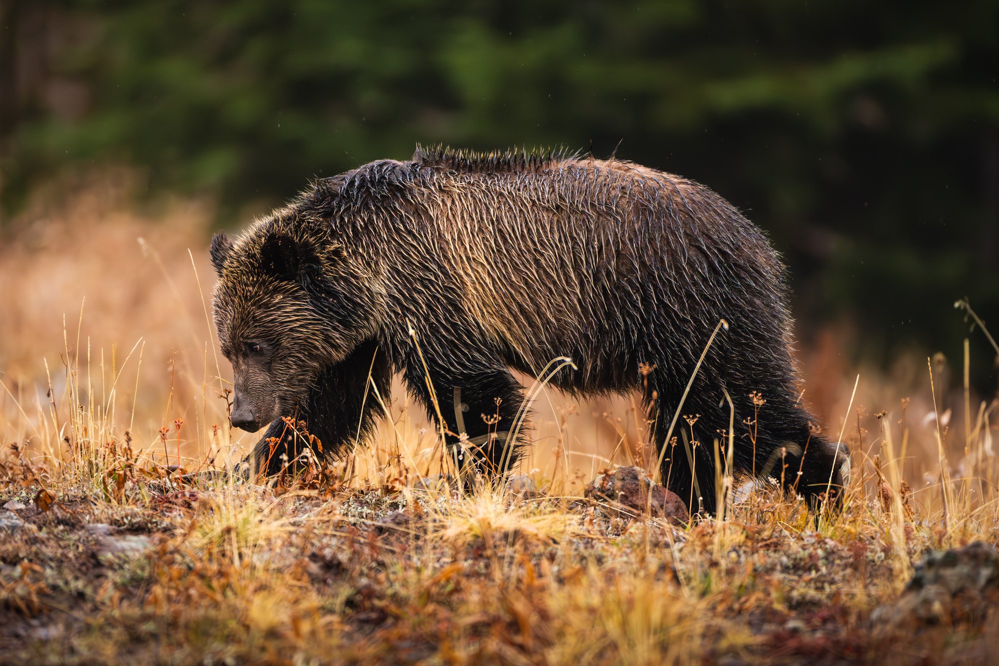 Lone Grizzly Print.jpg