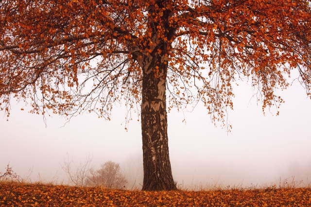 autumntree.jpg