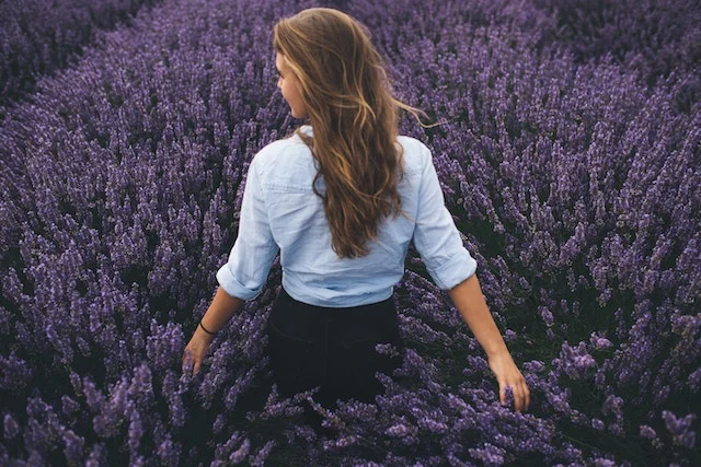 Shop Petalfox