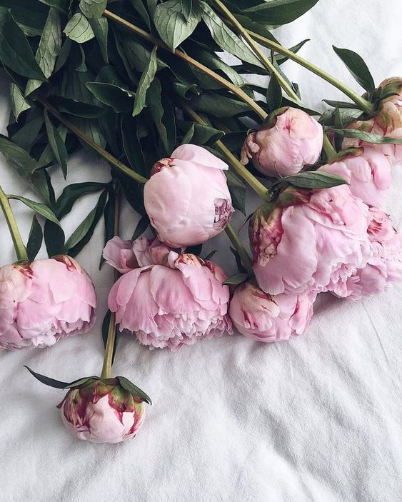 Variety Peony 1.jpg