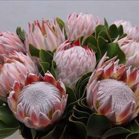 Variety Protea 2.jpg