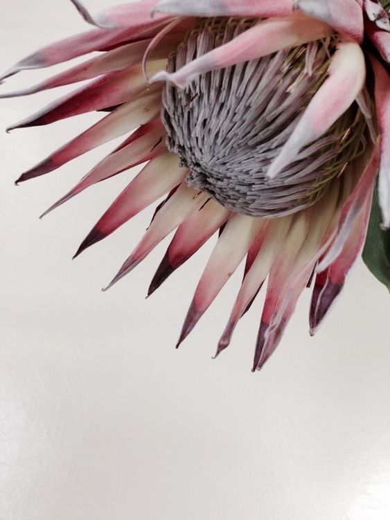 Variety Protea 3.jpg