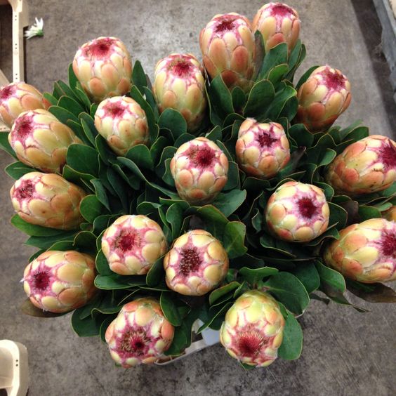 Variety Protea 7 .jpg