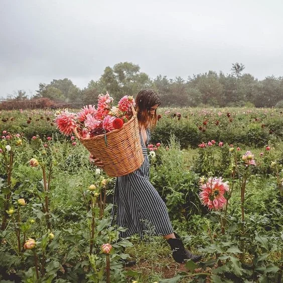 Dahlia Farm / @ceciliaproskauer