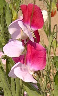 Sweet peas
