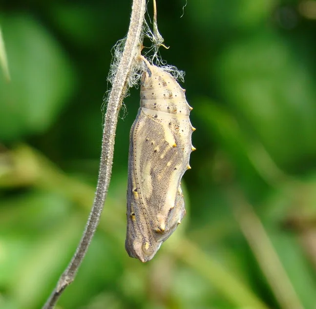 Photocredit: www.dallasbutterflies.com