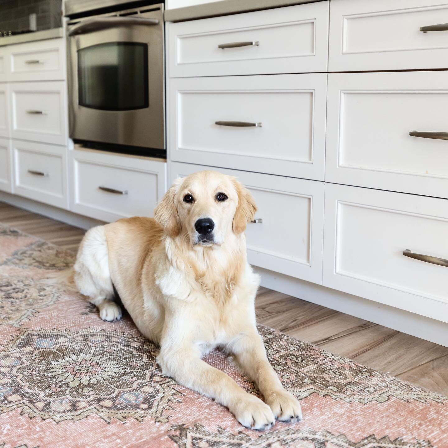 We love the families we work with, right down to the pups! Have you ever seen a prettier model? This is Peggy showing off her human&rsquo;s new kitchen!  Photography @lifecreated