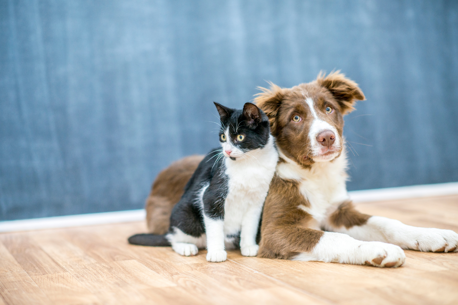 The Top 3 Things Pet Owners Should Consider When Renovating or Redesigning