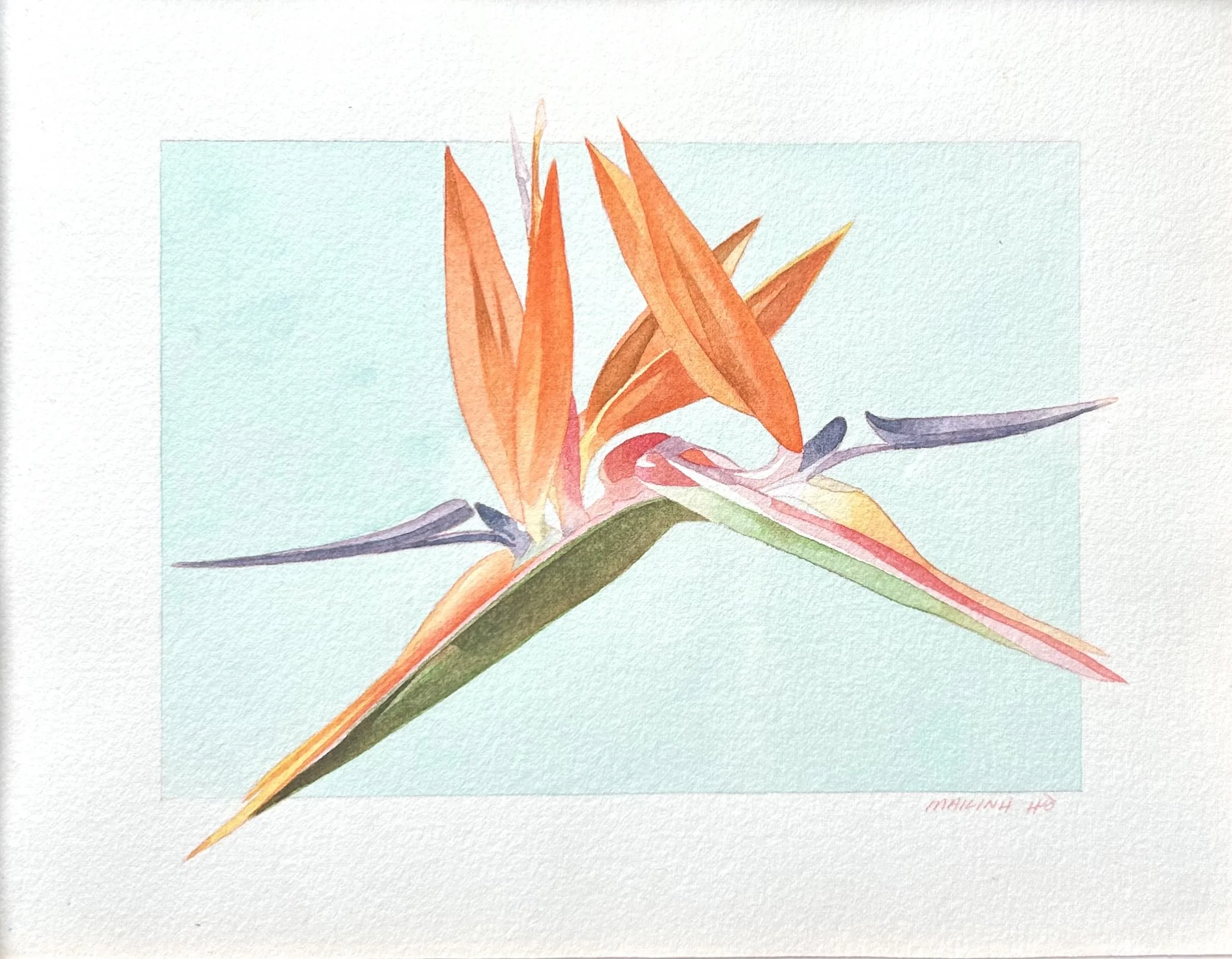 Bird_of_Paradise_Study.jpg