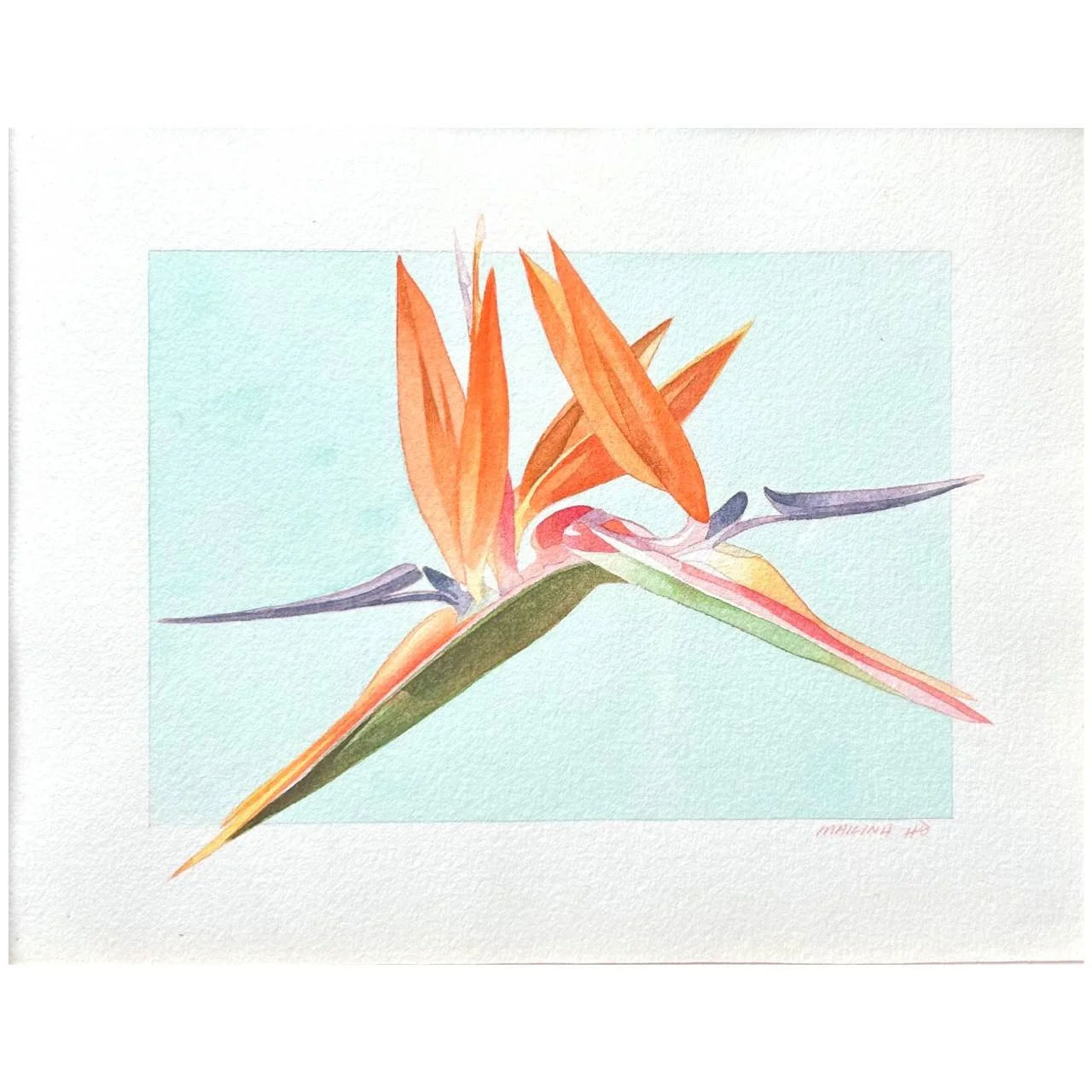 Bird of Paradise Study