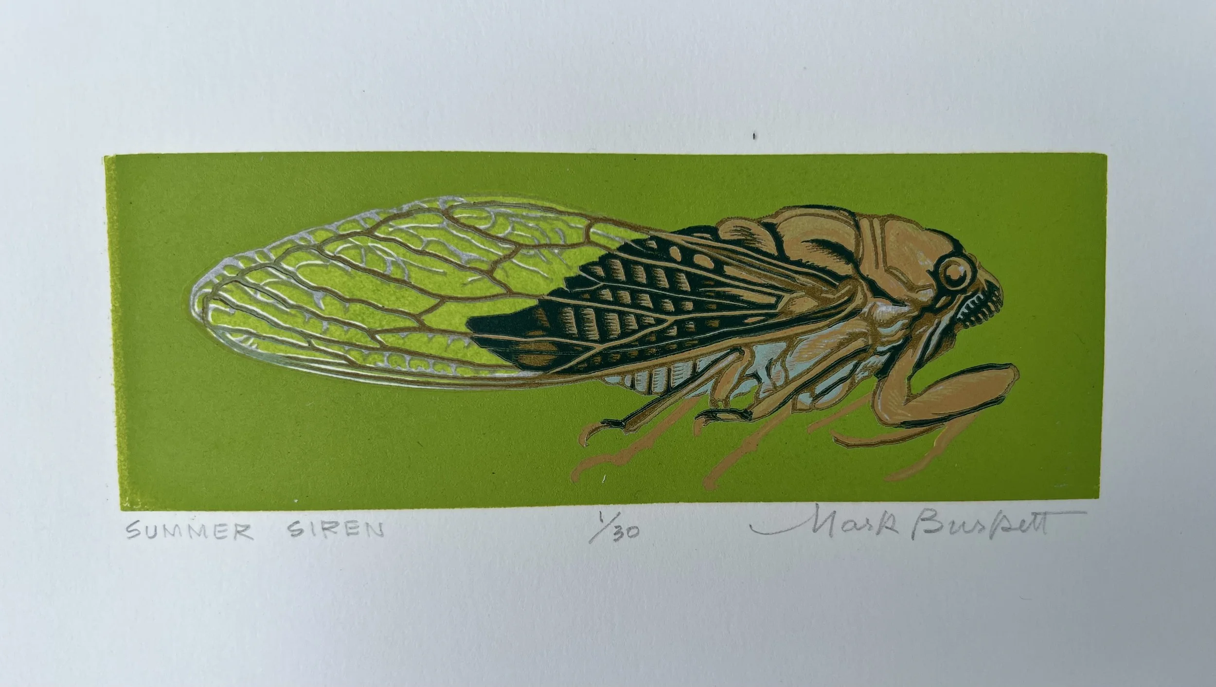 Summer Siren by Mark Burkett