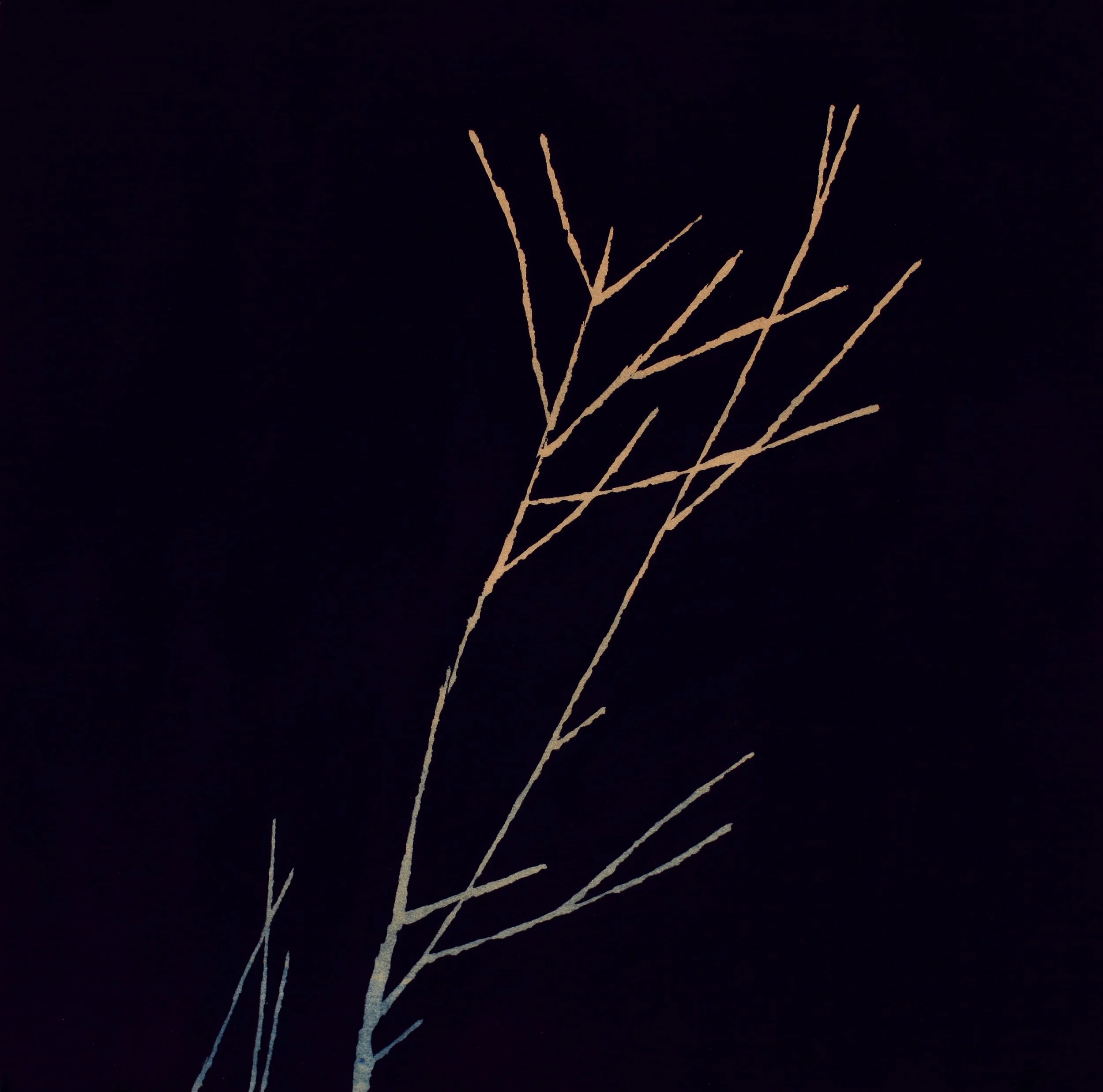 moonlight on grass.jpg