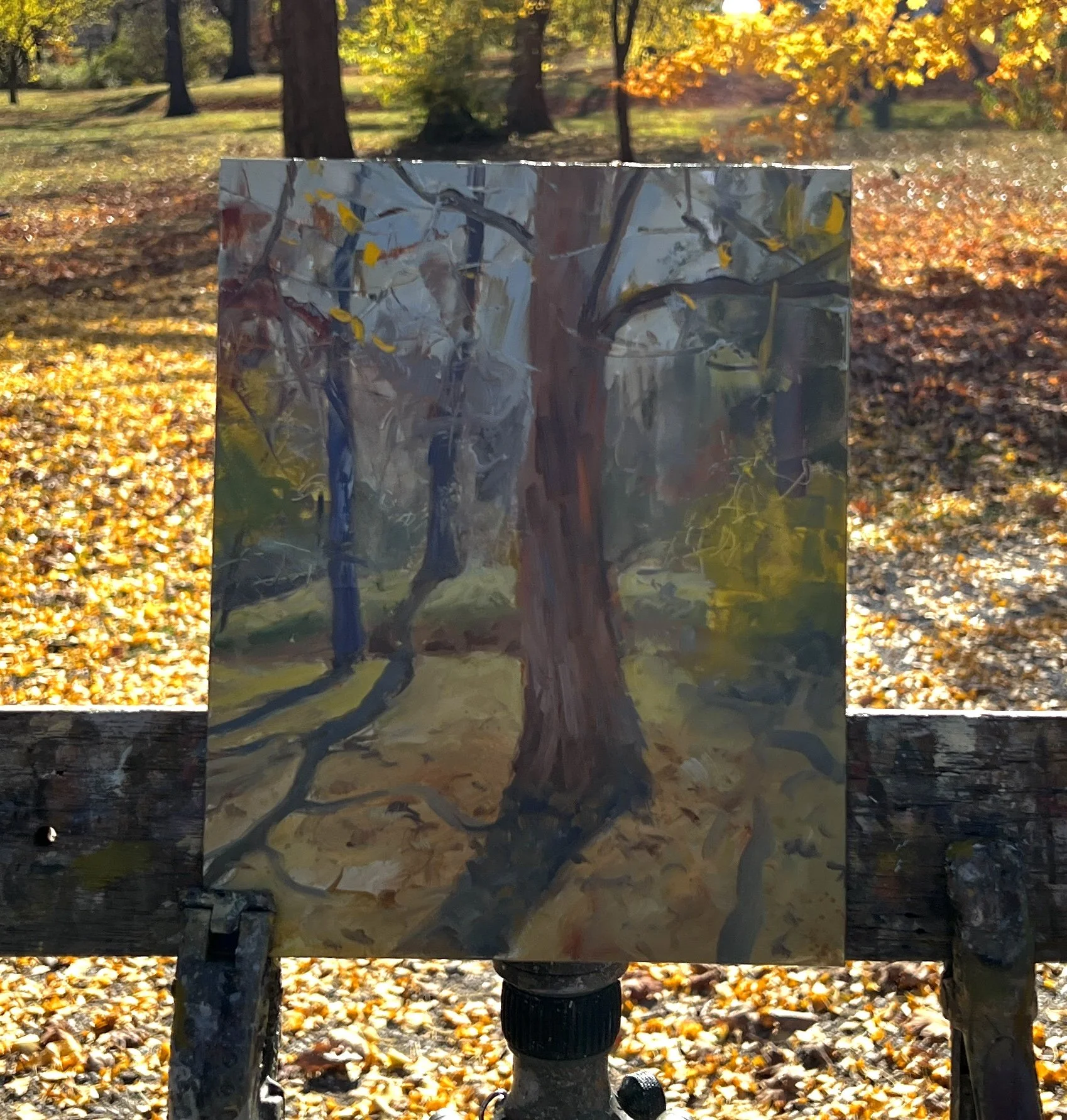 "Backlit Tree in Ellenberger"