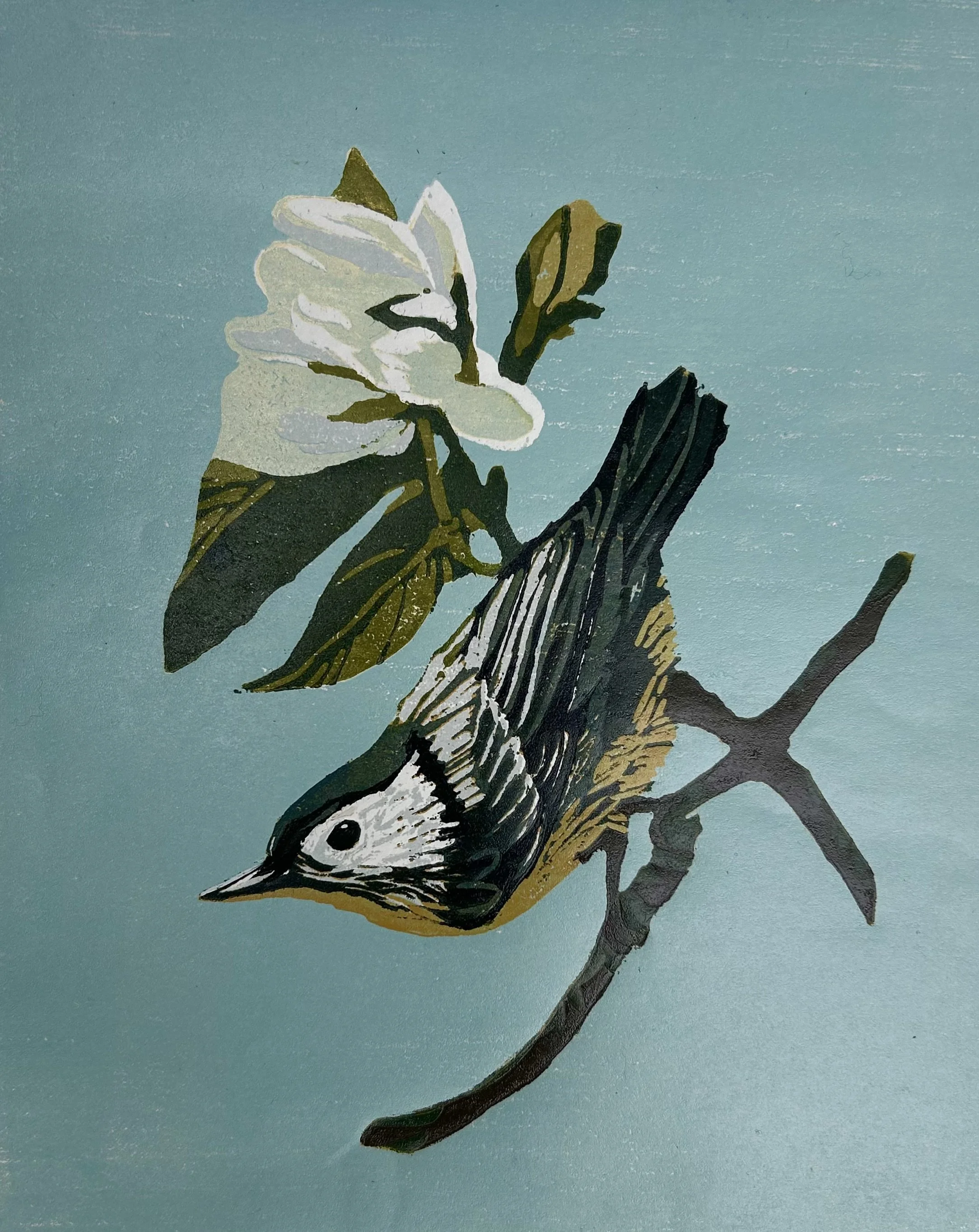 Nuthatch on Magnolia.jpg