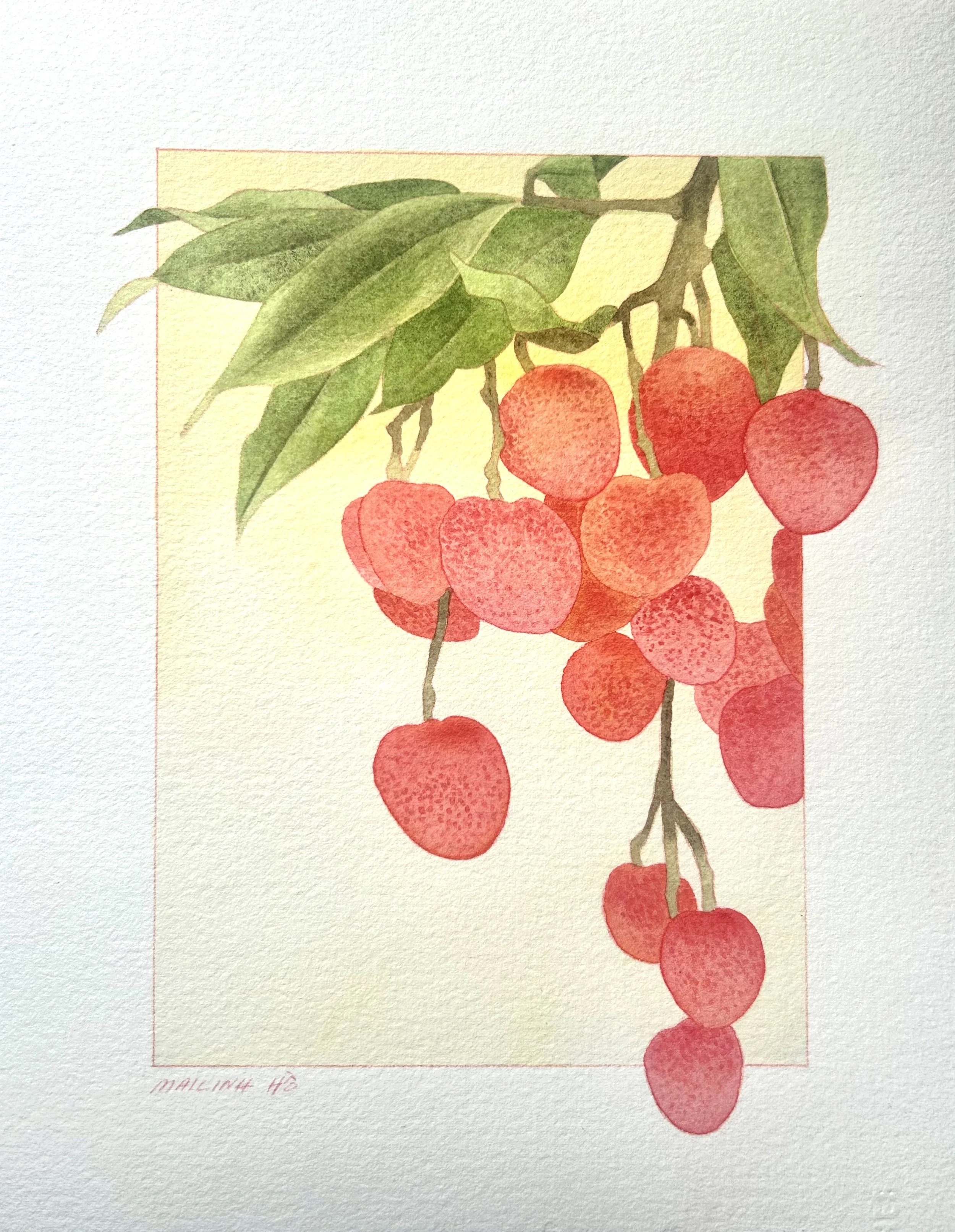 Lychee Study.jpg