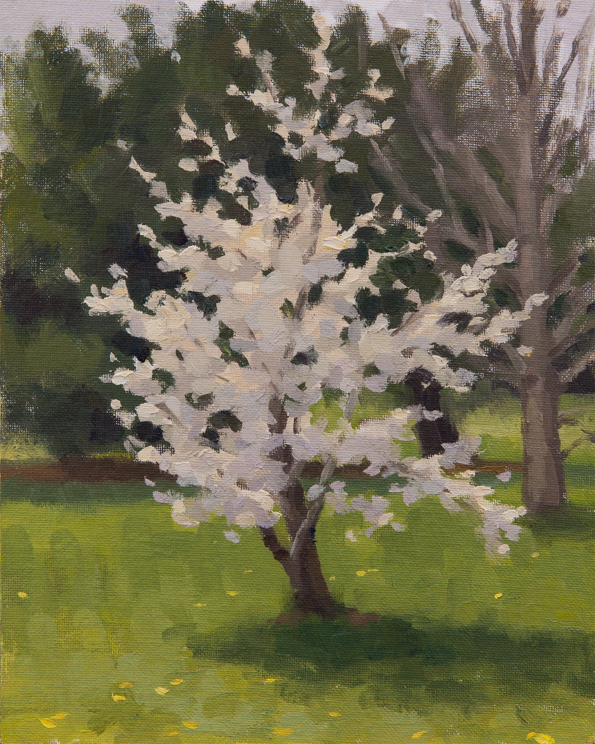 Tree In Bloom - April 13th 2025.jpg