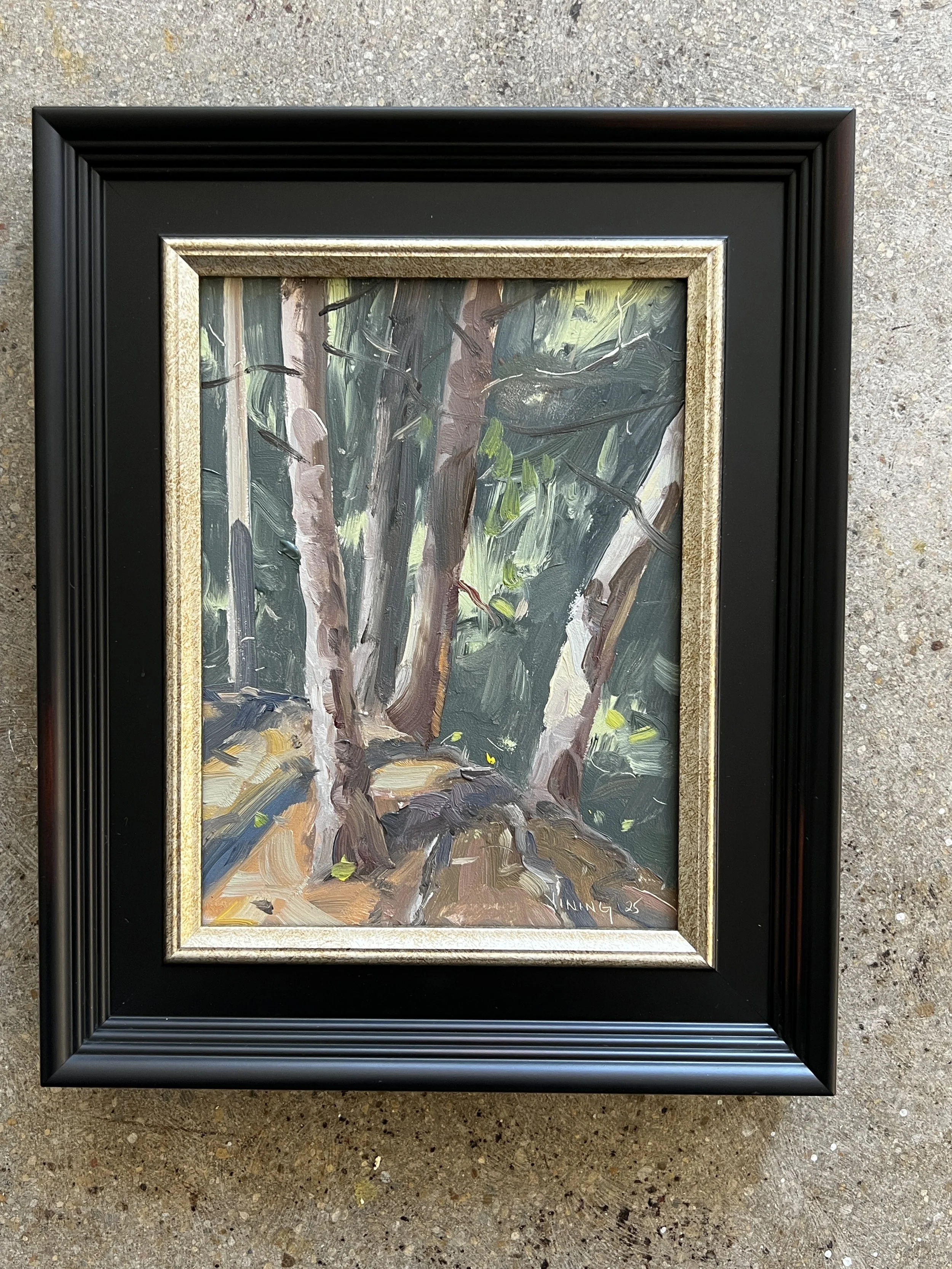 Light Dancing around the Pine Grove