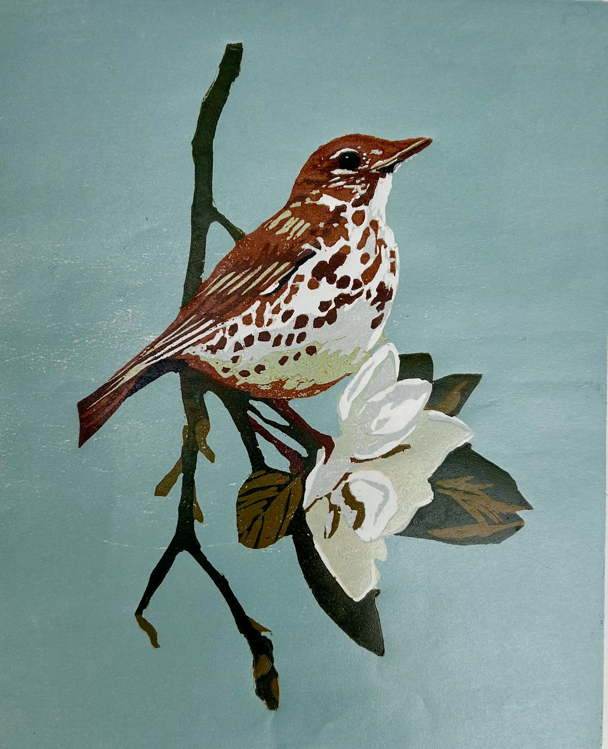 Thrush on Magnolia.jpg