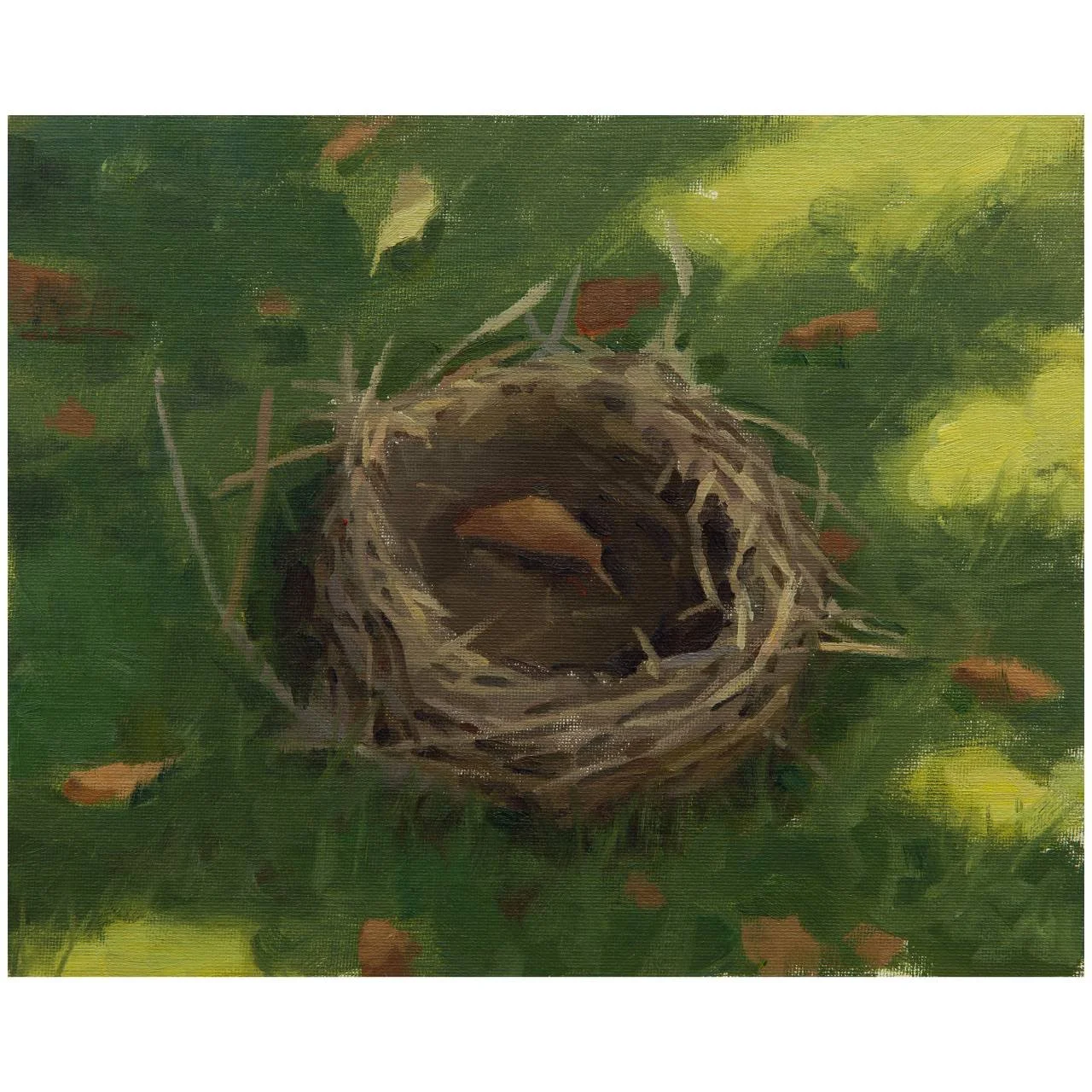 Bird Nest - June 19th 2025