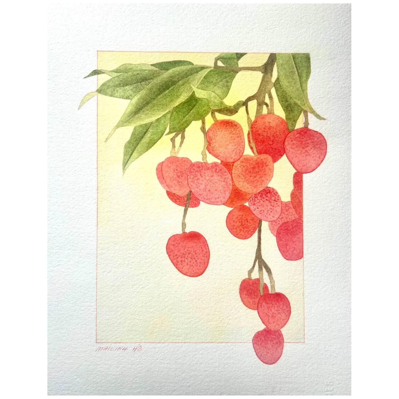 Lychee Study