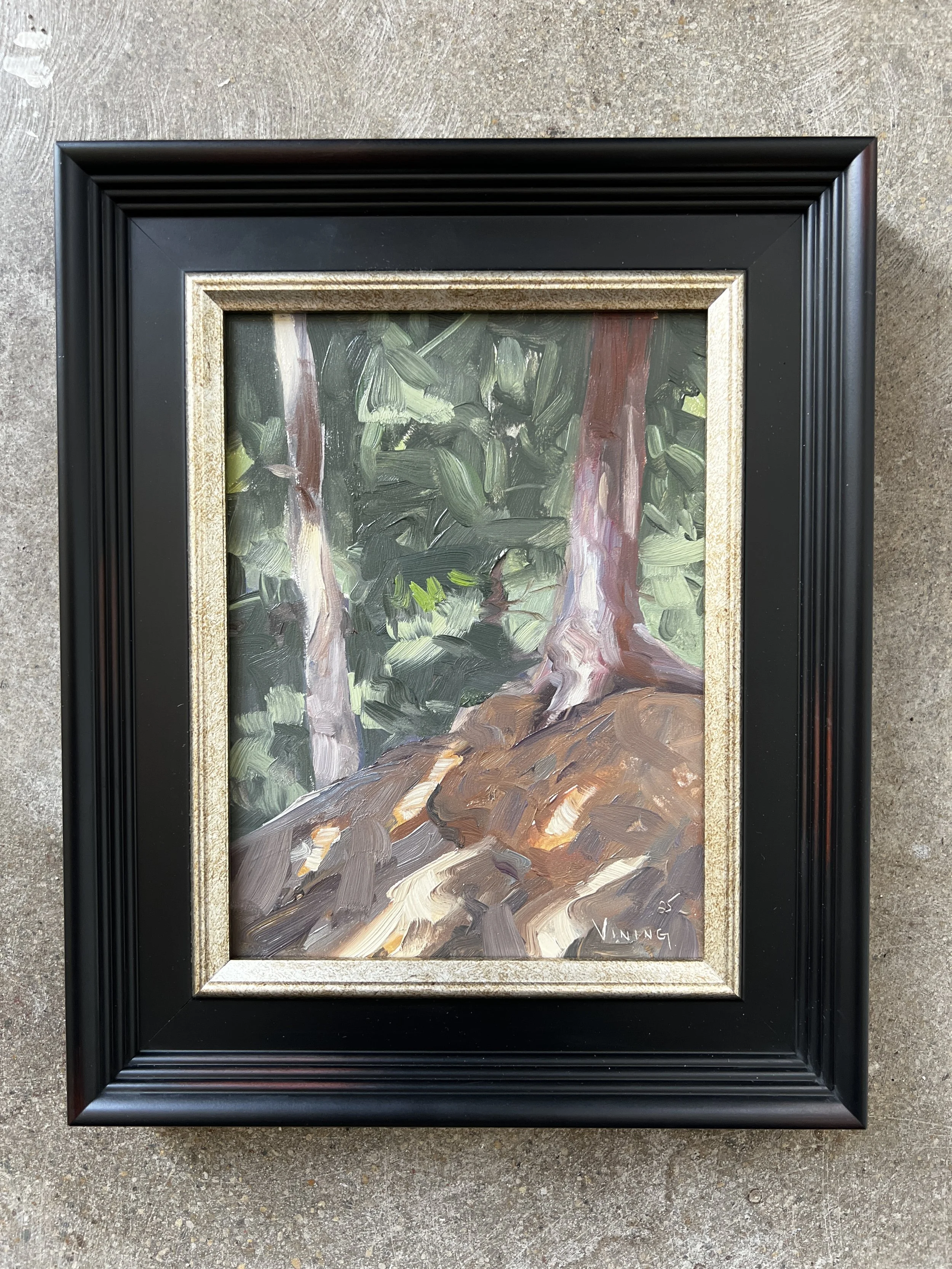 Dappled Light in the Pine Grove